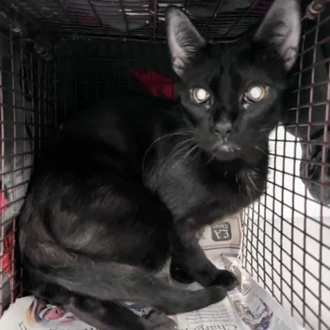 An adult small-sized female Domestic Short Hair cat named Shrimp for adoption in Los Angeles, CA