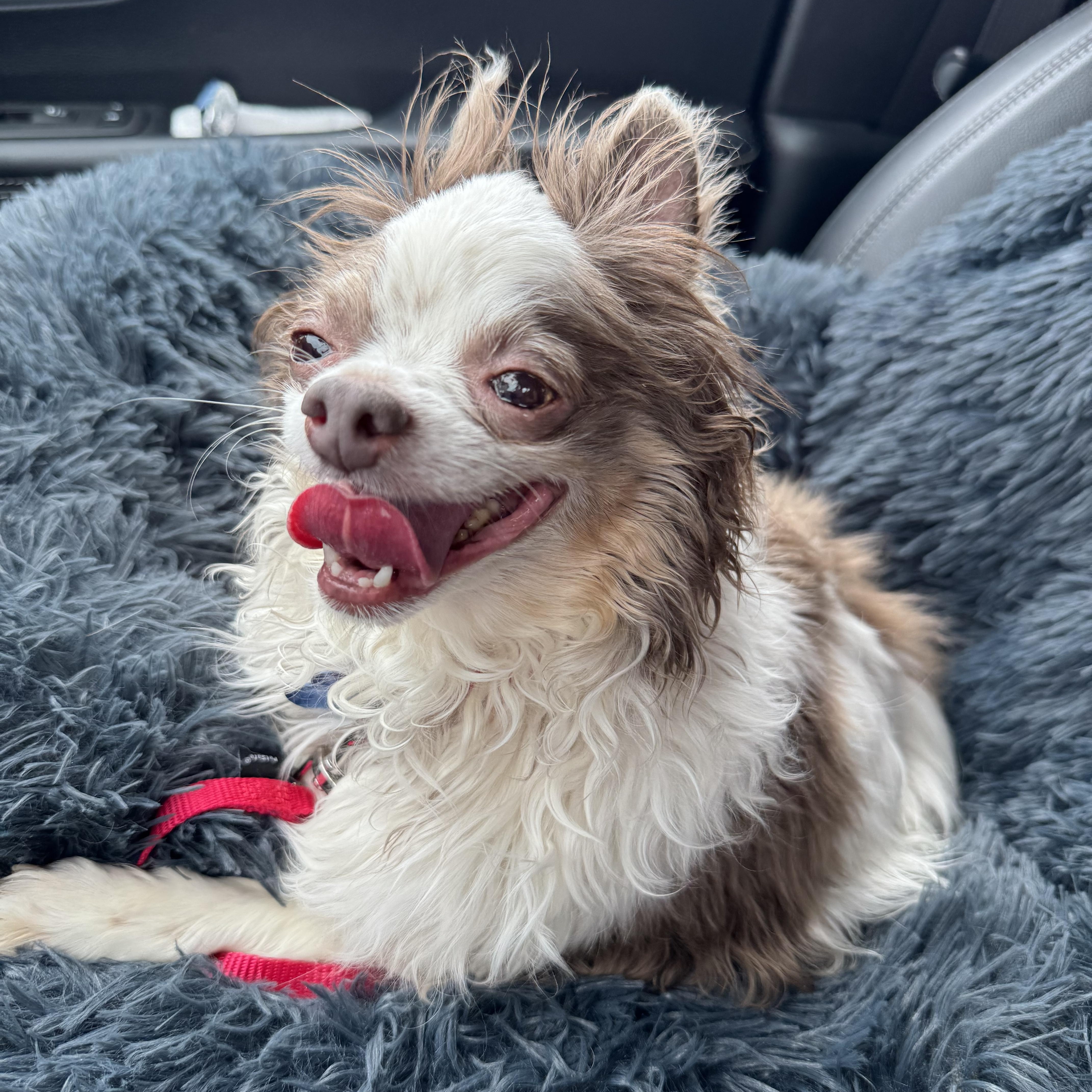 A senior small-sized female Brown / Chocolate Chihuahua dog named Audrey for adoption in Grosse Pointe Park, MI