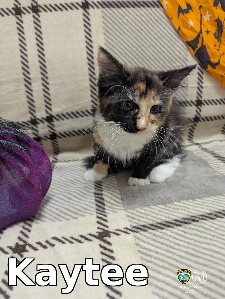A baby medium-sized female Domestic Long Hair cat named Kaytee for adoption in Rocky Mount, NC