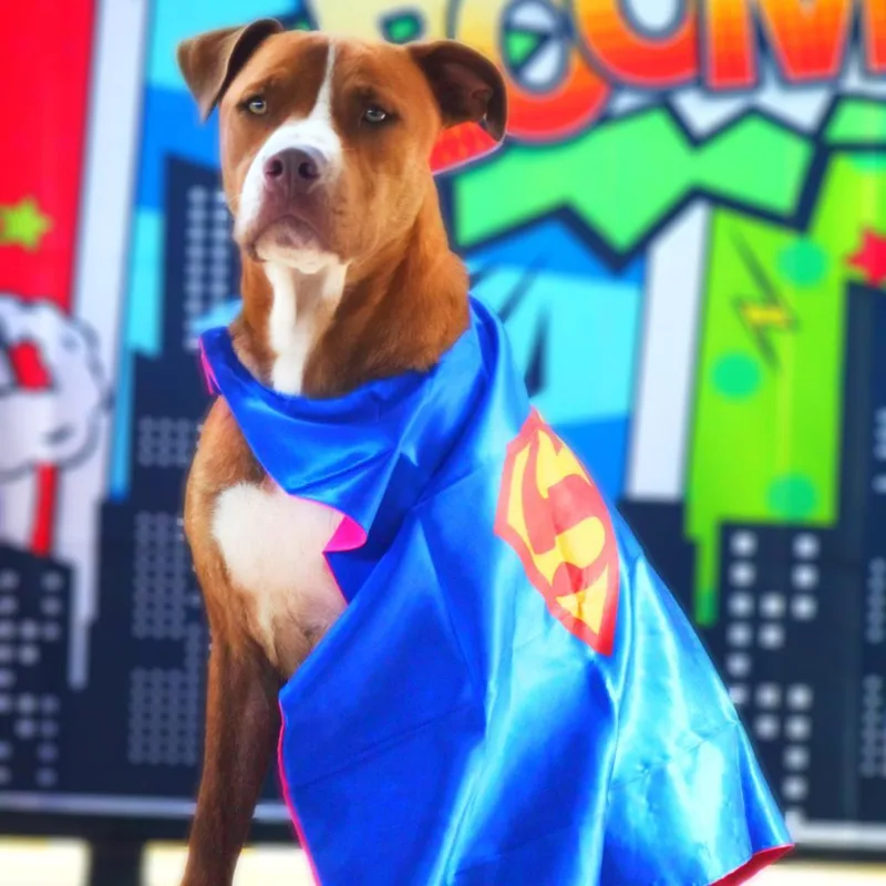 An adult medium-sized male Red / Chestnut / Orange Pit Bull Terrier dog named Chance JC for adoption in Austin, TX