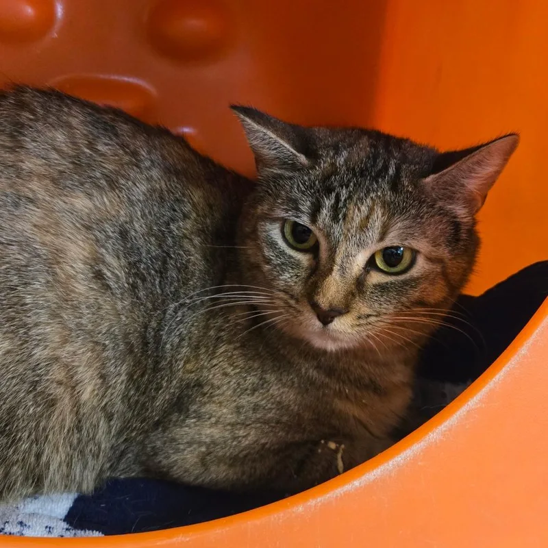 An adult large-sized female Torbie Domestic Short Hair cat named Claire for adoption in Waukesha, WI