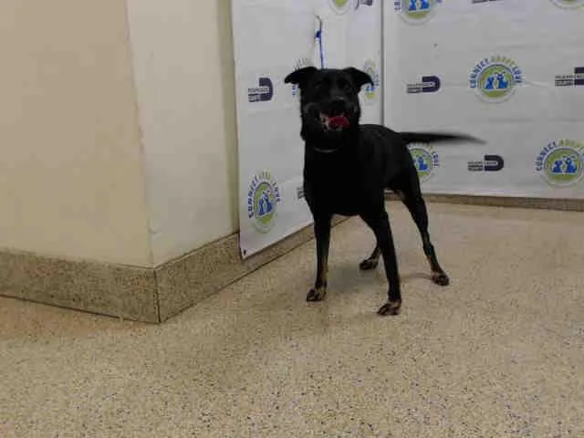 An adult medium-sized female Terrier dog named Mia for adoption in Miami, FL
