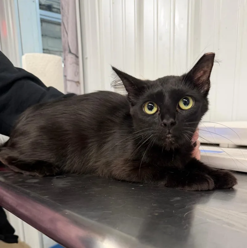 A young medium-sized female Domestic Short Hair cat named Sassy for adoption in Pierceton, IN