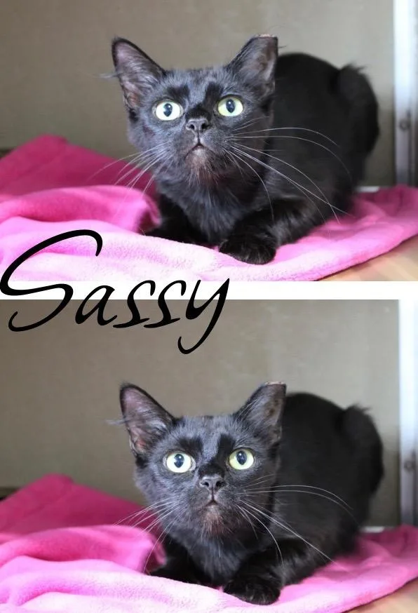 Sassy thumbnail 2