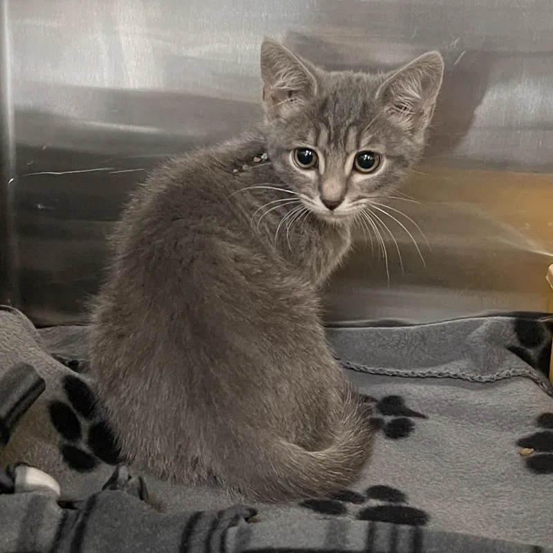 A baby small-sized female Domestic Short Hair cat named Cantona for adoption in Los Angeles, CA