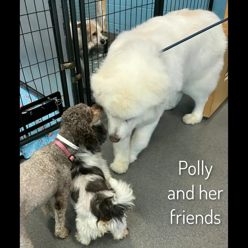 Polly