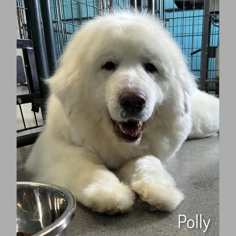 Polly thumbnail 2