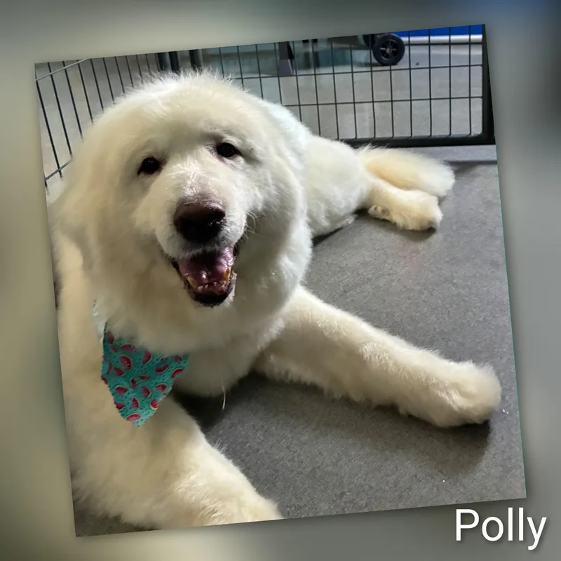 Polly thumbnail 3