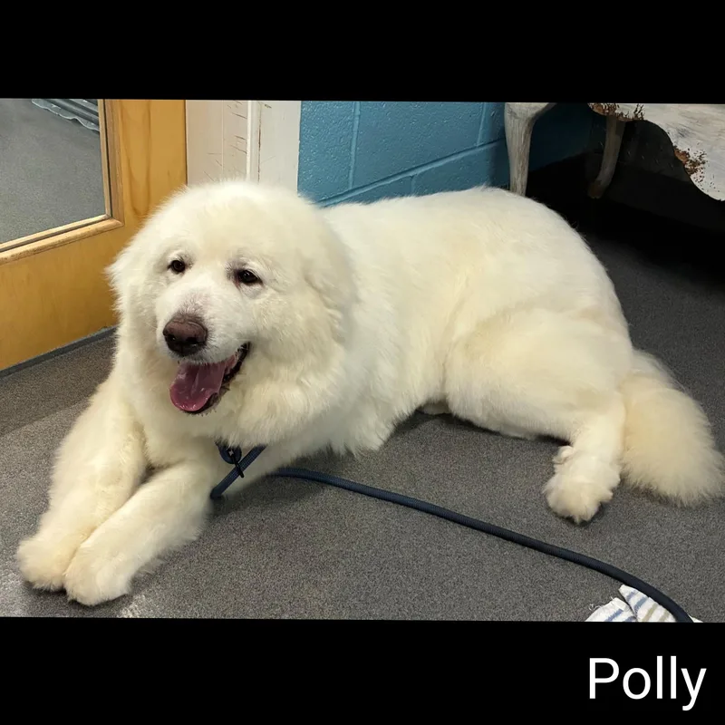 Polly thumbnail 4