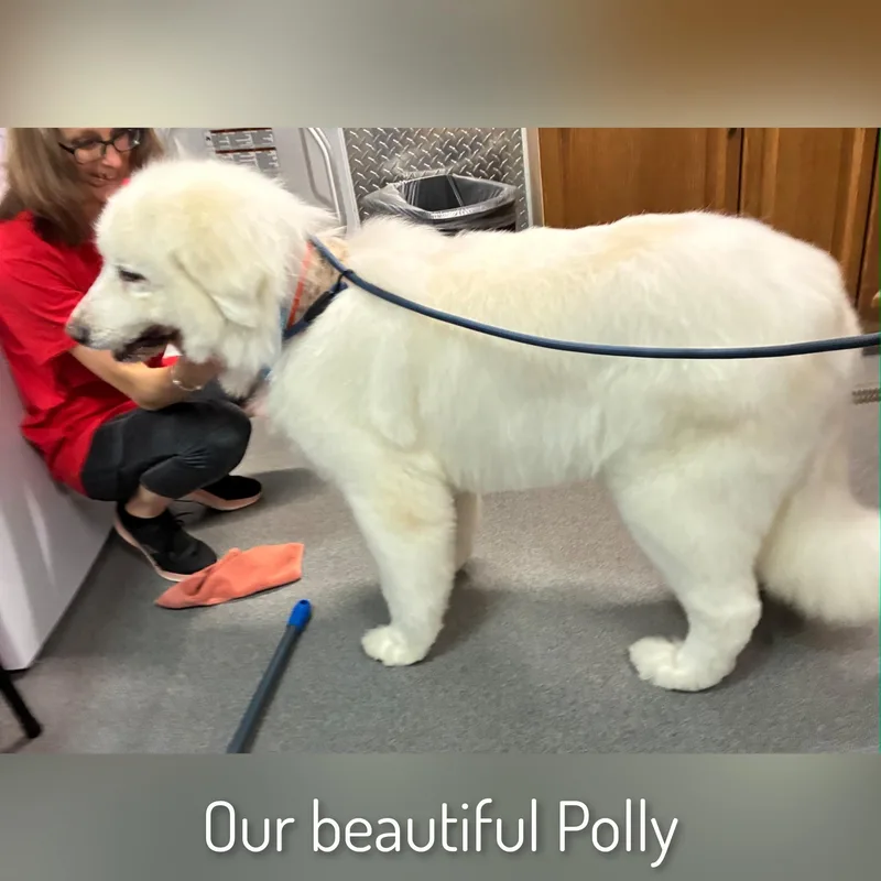 Polly thumbnail 5
