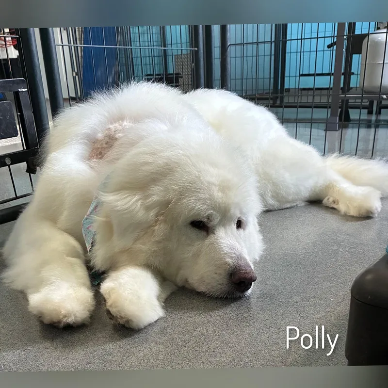 Polly thumbnail 6