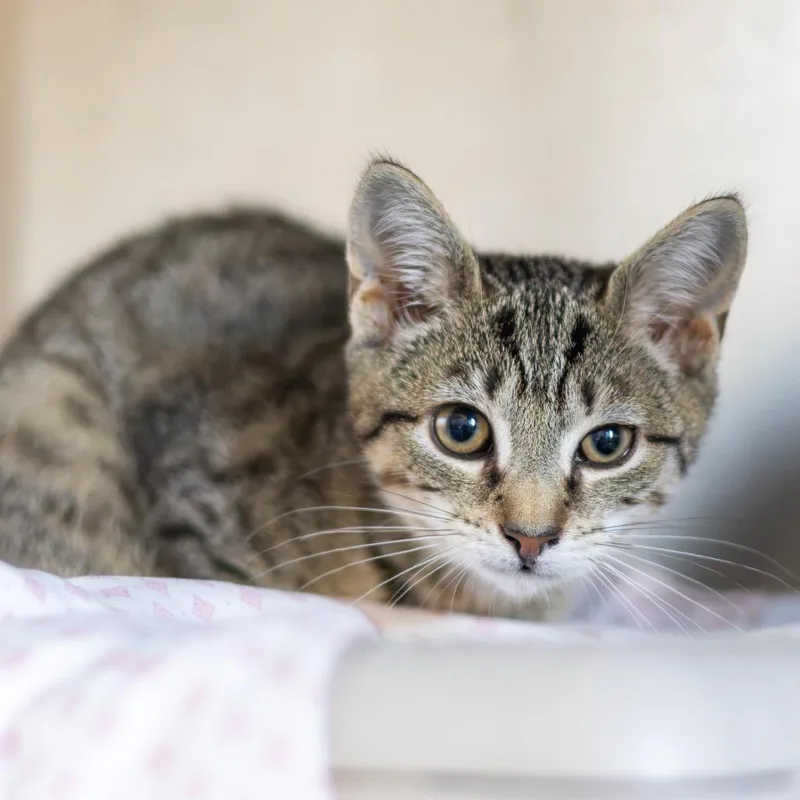 A baby small-sized female Brown / Chocolate Domestic Short Hair cat named Rebel for adoption in Wilmington, DE