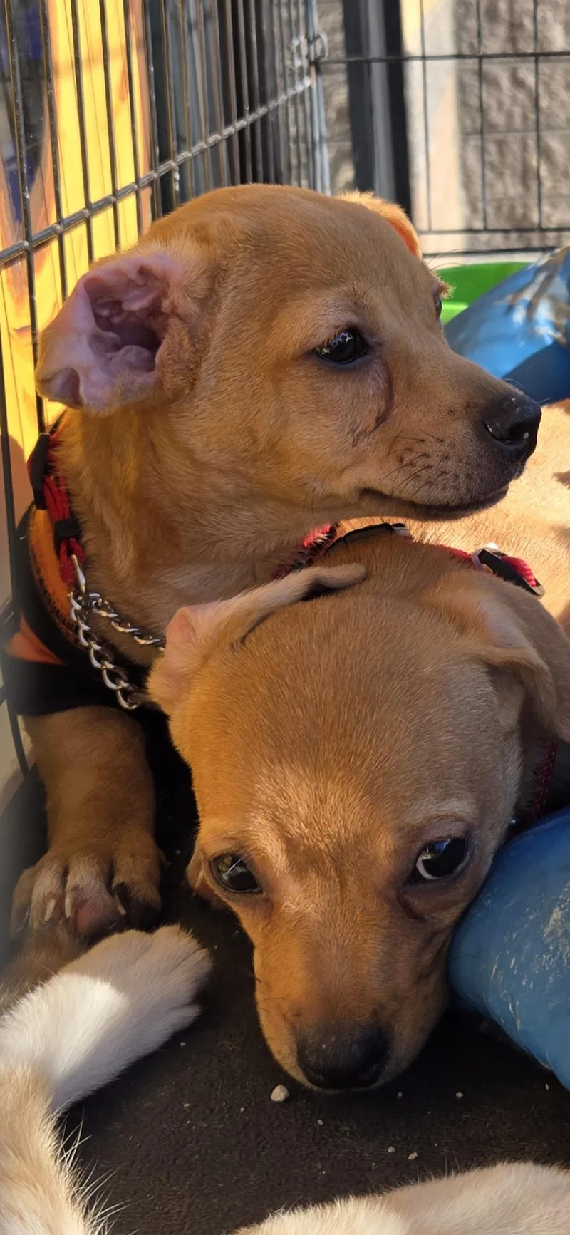 A baby small-sized male Chihuahua dog named Nico&Toby for adoption in New York, NY