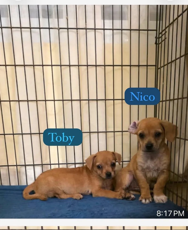 Nico&Toby thumbnail 5
