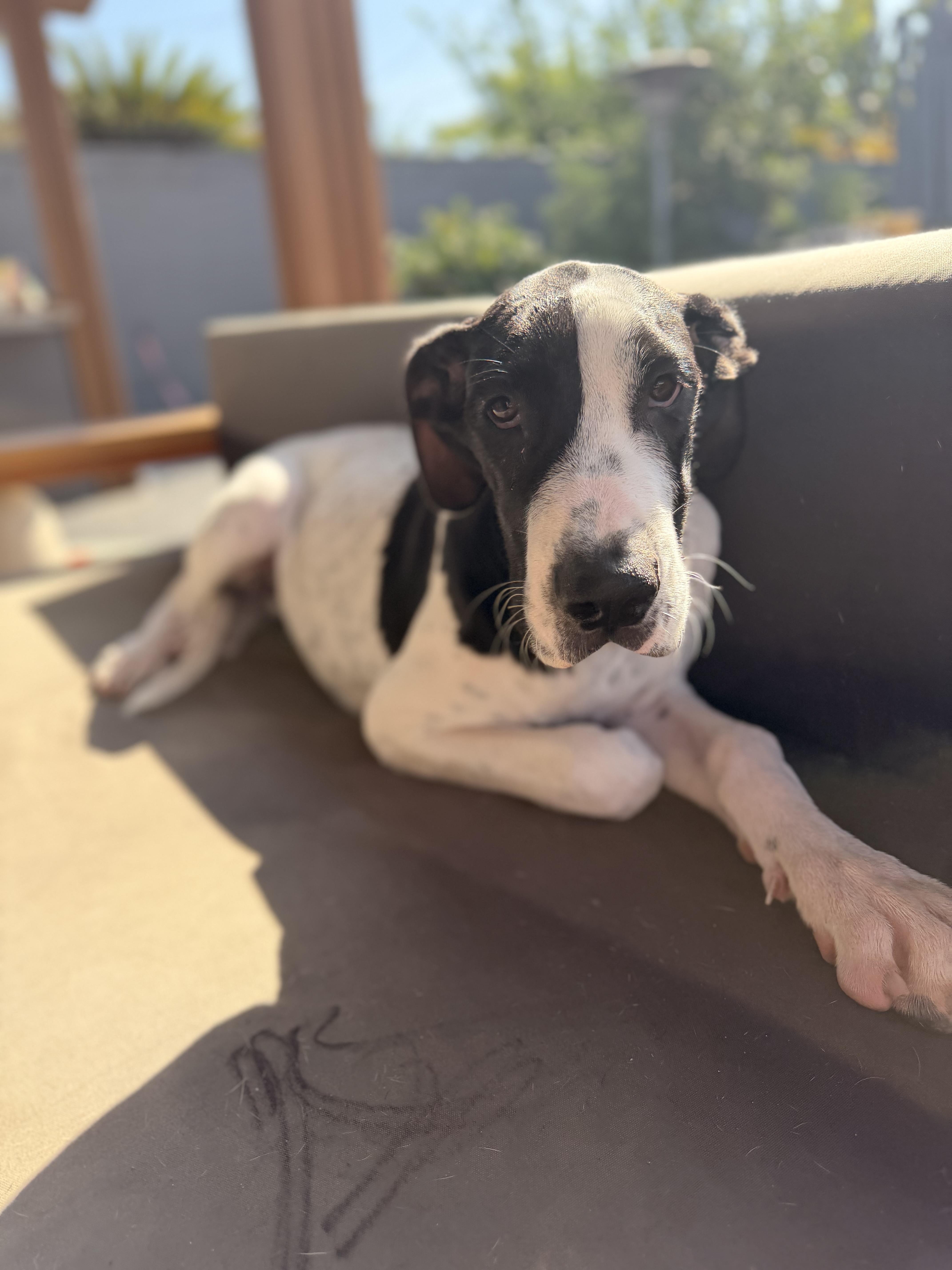 A baby medium-sized female White / Cream Great Dane dog named Charlotte for adoption in Long Beach, CA