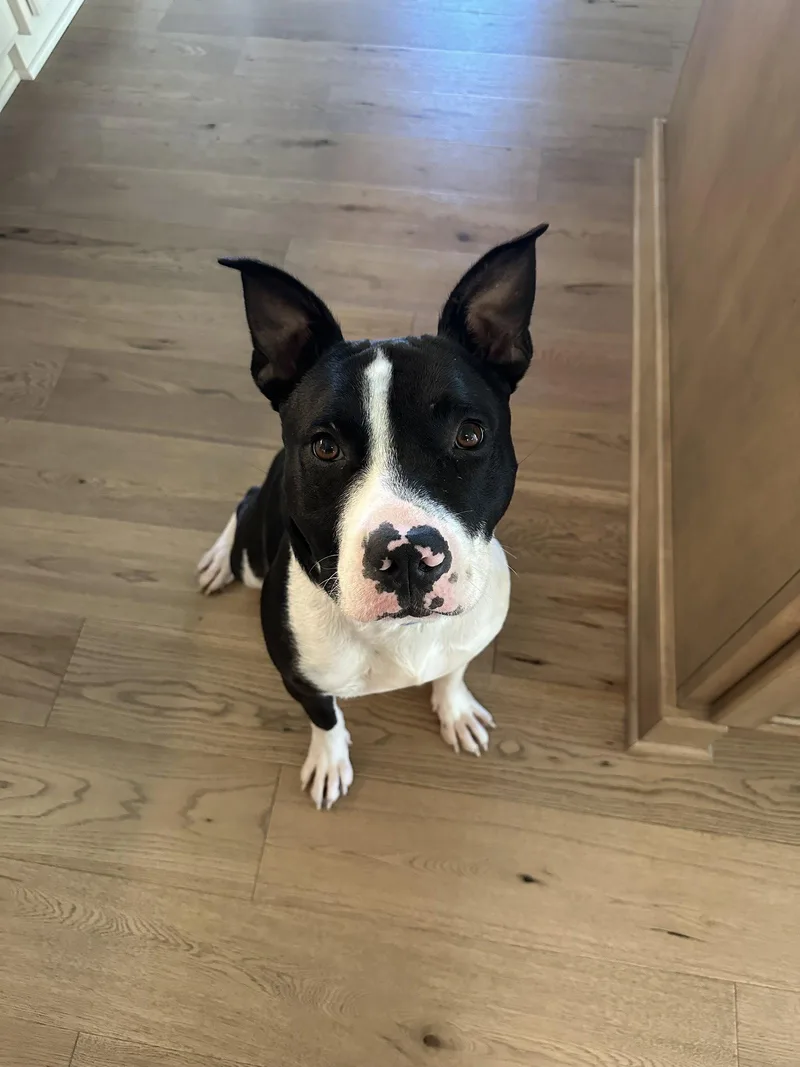 An adult large-sized male American Staffordshire Terrier dog named Hank for adoption in Nashville, TN