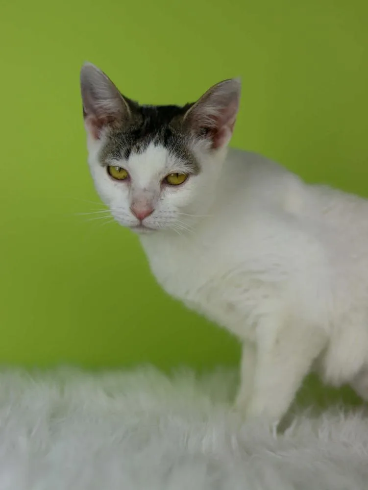 Fluffy Muffin thumbnail 2