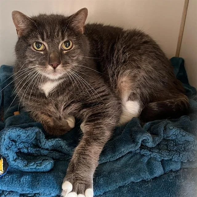 A senior medium-sized male Domestic Short Hair cat named Jackson for adoption in Methuen, MA