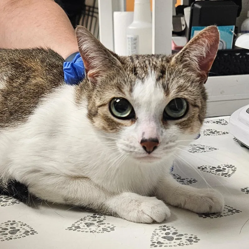 Patricia thumbnail 2