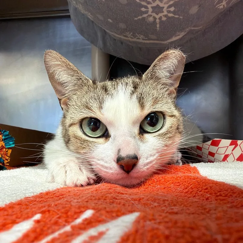 Patricia thumbnail 4