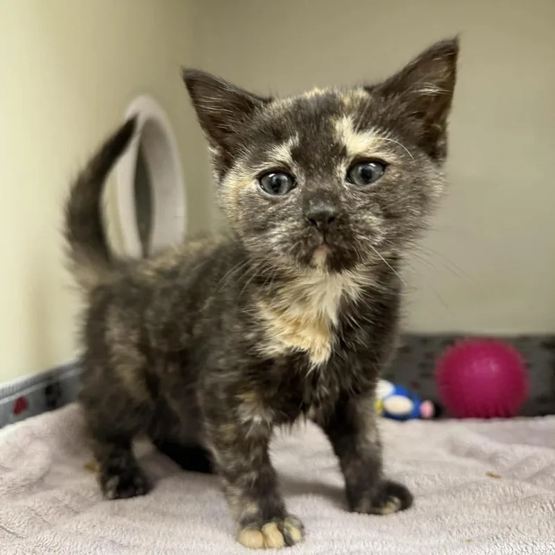 A baby small-sized female Tortoiseshell Domestic Short Hair cat named Petra for adoption in Caryville, TN