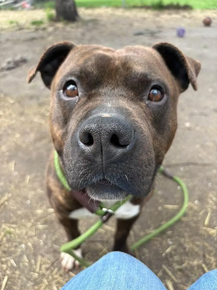 Brunaldi thumbnail 2