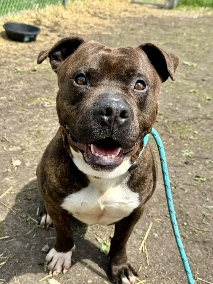 An adult medium-sized male Brindle Pit Bull Terrier dog named Brunaldi for adoption in Chicago, IL