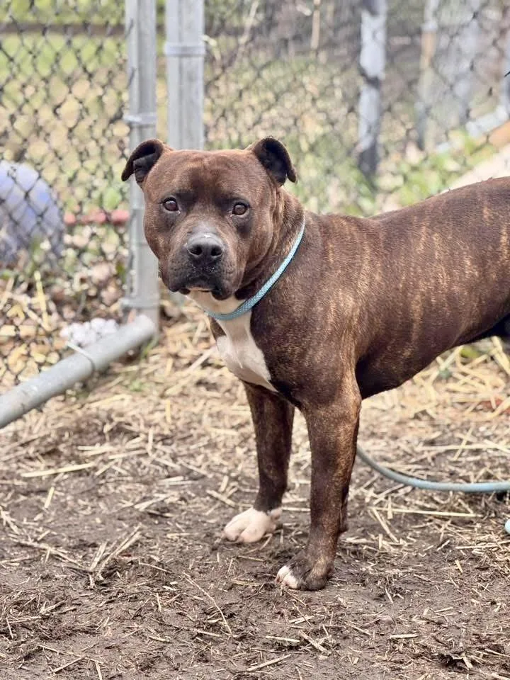 Brunaldi thumbnail 3