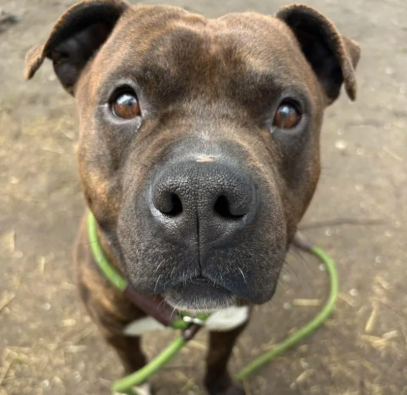 Brunaldi thumbnail 4