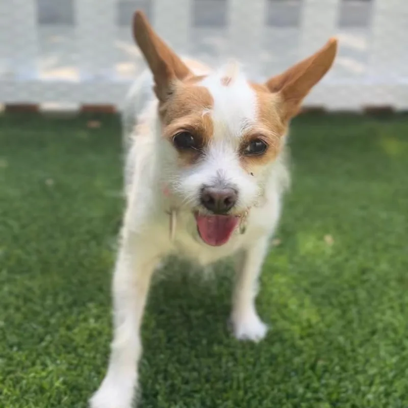 An adult small-sized female White / Cream Terrier dog named Tracy A for adoption in Mission Hills, CA