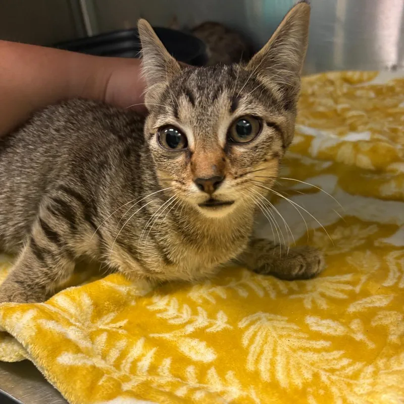 A baby small-sized female Brown / Chocolate Domestic Short Hair cat named Dr. Pepper for adoption in Lake Jackson, TX
