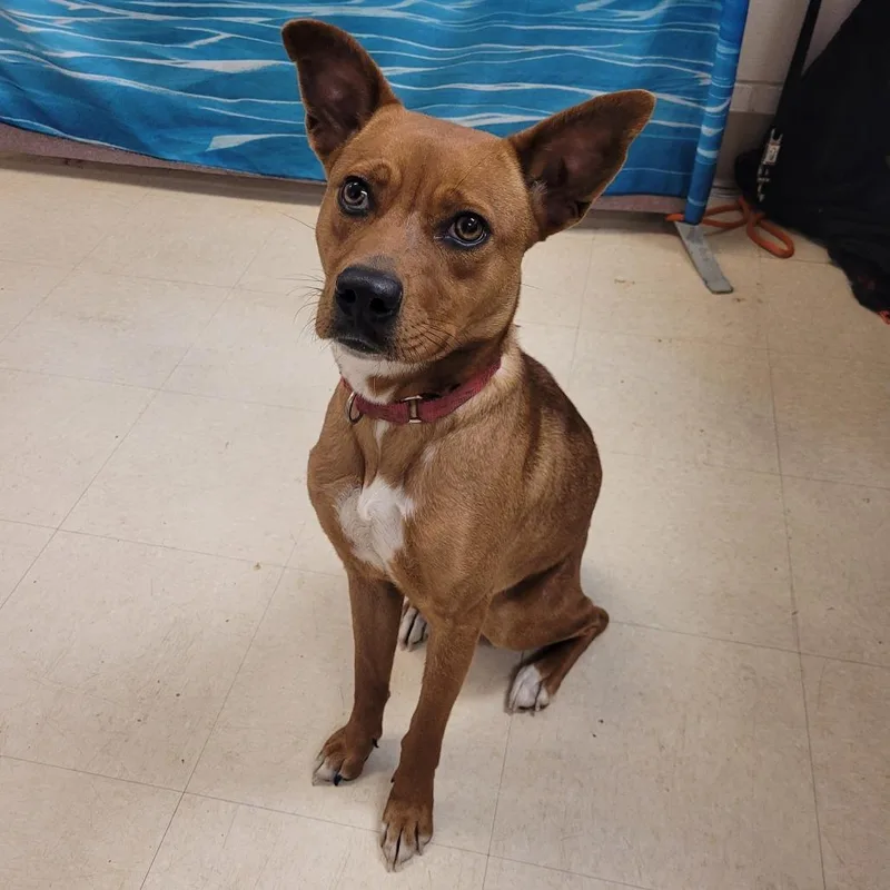 An adult medium-sized female Brown / Chocolate Mixed Breed dog named Roxy for adoption in Lake Panasoffkee, FL