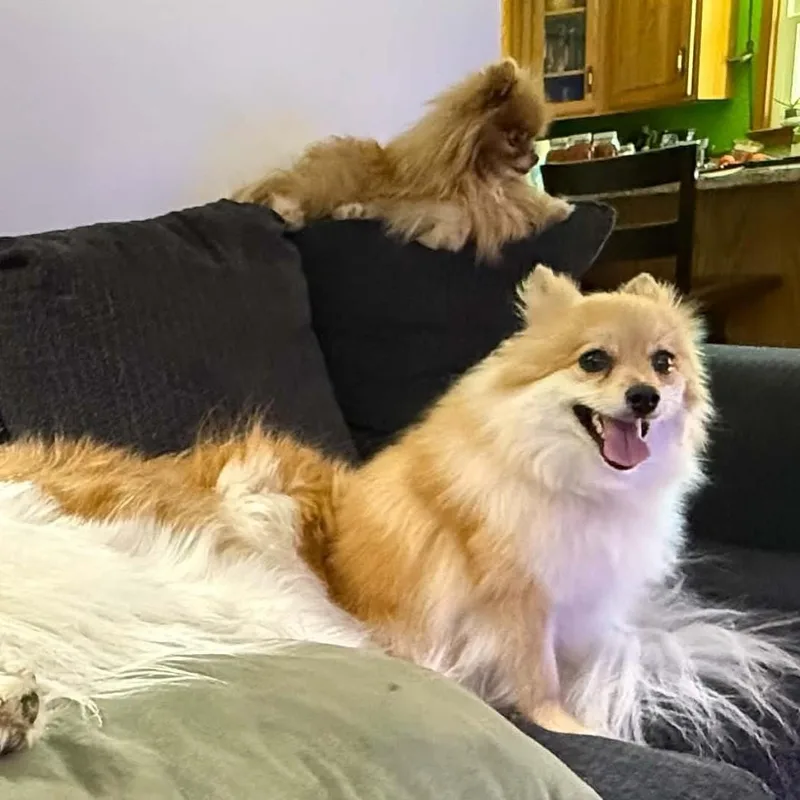 A young small-sized female Pomeranian dog named Bella for adoption in Cherry Hill, NJ