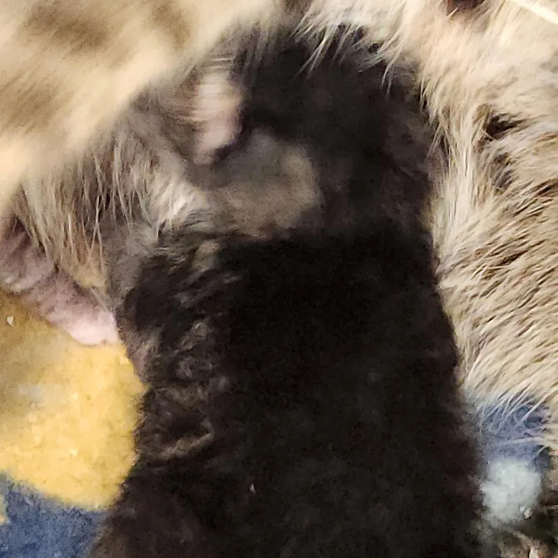 A baby small-sized female Brown / Chocolate Domestic Short Hair cat named Hyacinth K for adoption in Corsicana, TX