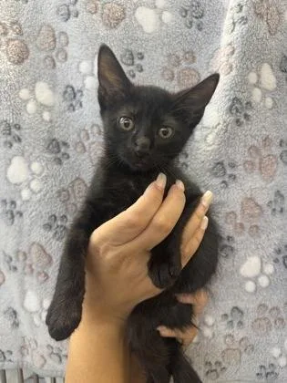 A baby small-sized female Domestic Short Hair cat named Cocoa powder for adoption in Honolulu, HI
