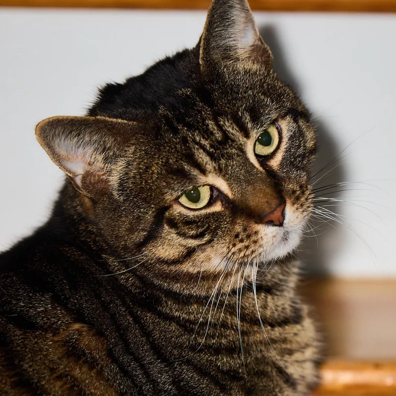An adult large-sized male Tabby (Brown / Chocolate) Domestic Short Hair cat named Bronny for adoption in Bloomfield, NJ
