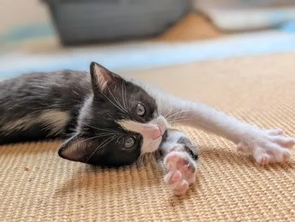 A baby small-sized male Domestic Short Hair cat named Harvey for adoption in Seattle, WA