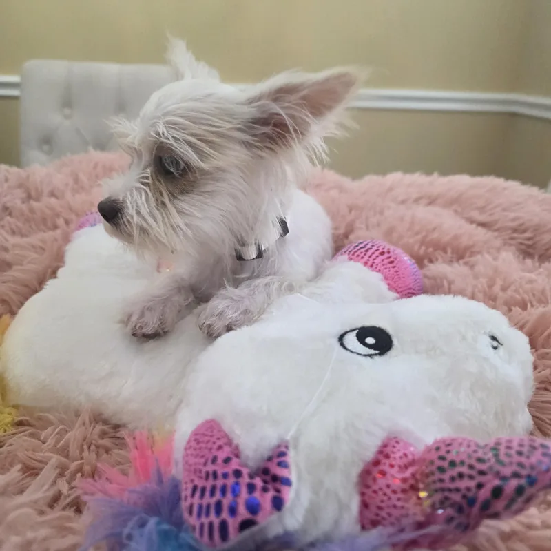 A baby small-sized female White / Cream Maltese dog named Belle for adoption in Dallas, TX