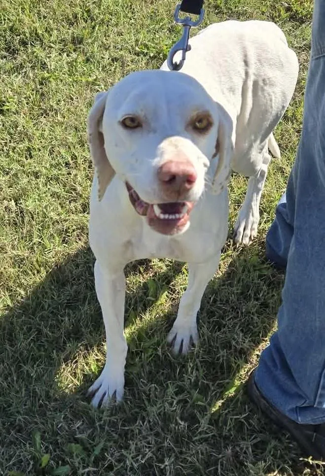 An adult medium-sized female English Pointer dog named Molly for adoption in Larned, KS