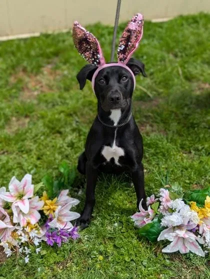 A young medium-sized female Retriever dog named Dahlia for adoption in Gulfport, MS