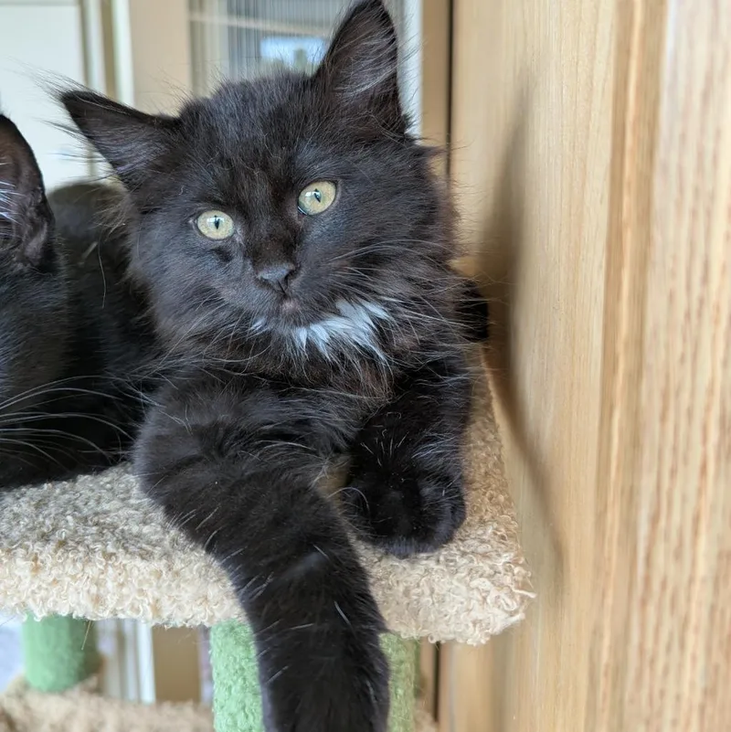 A baby medium-sized female Domestic Medium Hair cat named Sandy for adoption in Aberdeen, WA