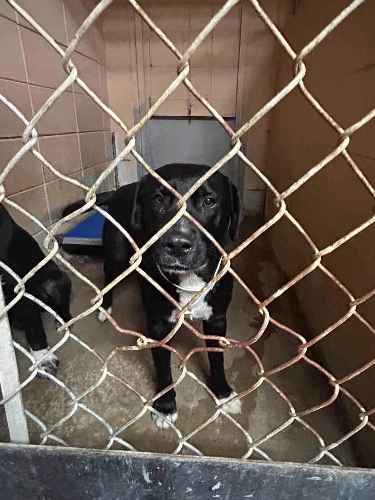 A young medium-sized male Labrador Retriever dog named Mudbug for adoption in Gautier, MS