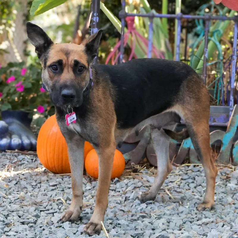 An adult medium-sized female Black German Shepherd Dog dog named Celine for adoption in Wake Forest, NC