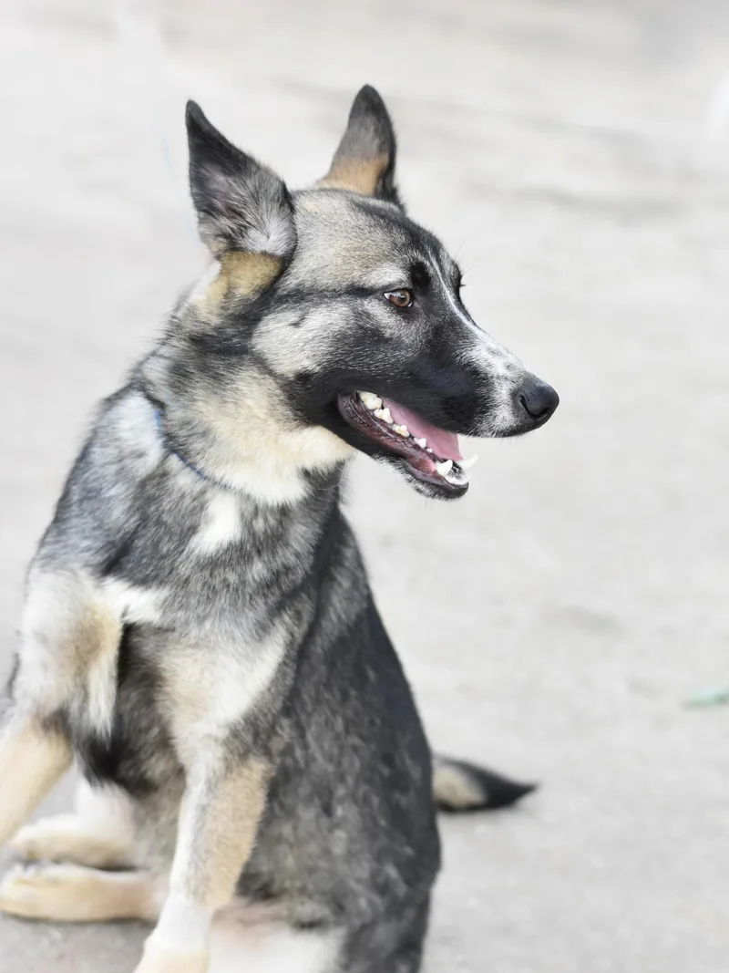 A baby medium-sized male Shepherd dog named Jasper for adoption in Conroe, TX