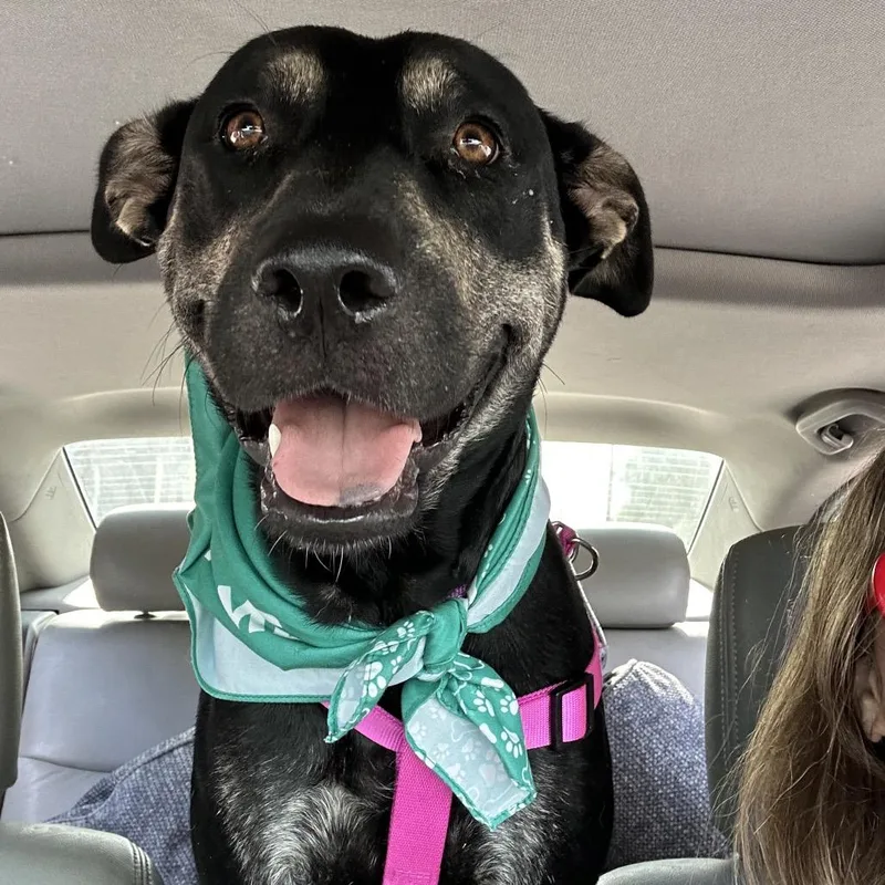 An adult medium-sized female Black Shepherd dog named Birdie for adoption in Boerne, TX