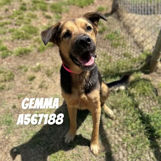 A young medium-sized female German Shepherd Dog dog named Gemma for adoption in Huntsville, AL