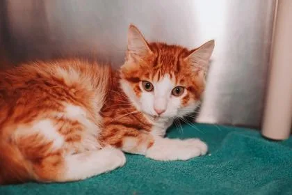 A young small-sized male Domestic Medium Hair cat named a Pingo for adoption in North Charleston, SC