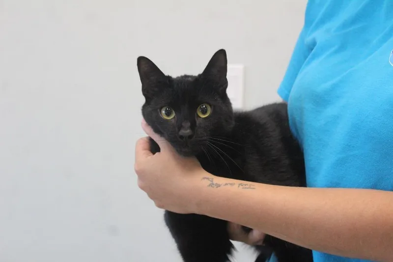 A young large-sized male Domestic Short Hair cat named Tommy for adoption in Chestertown, MD