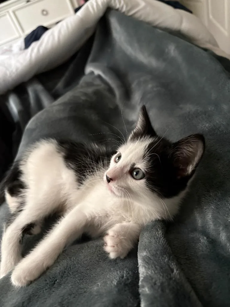 A baby medium-sized male Domestic Short Hair cat named Weekend for adoption in Peoria, AZ