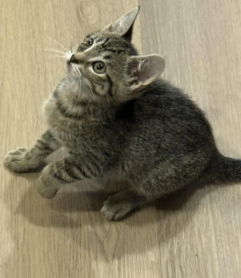 A baby medium-sized female Tabby cat named Wanda for adoption in San Jose, CA